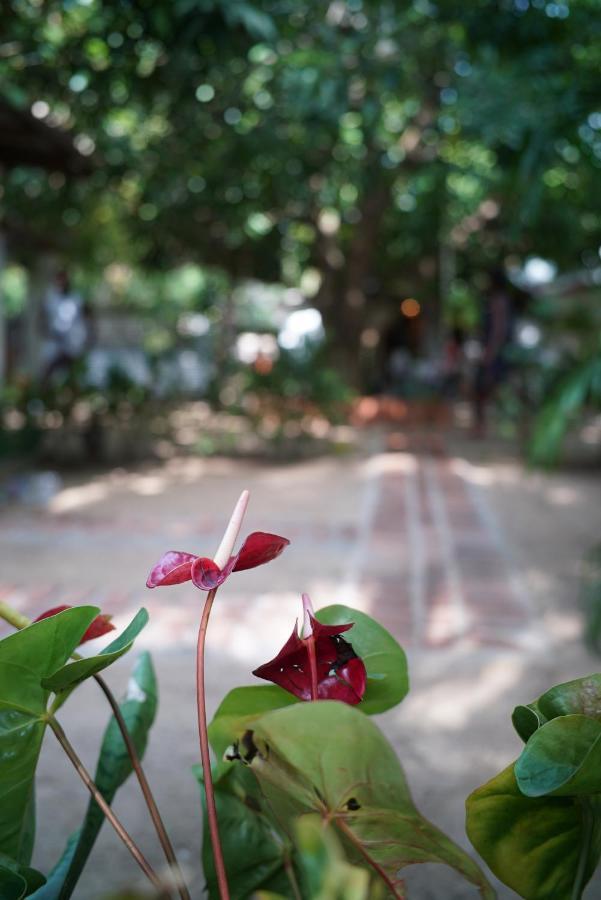 Salty Garden Arugambay Bed and Breakfast Arugam Bay Εξωτερικό φωτογραφία